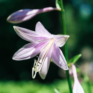 Hosta 'Shadowland Autumn Frost' (Pot Size 2L) - image 1