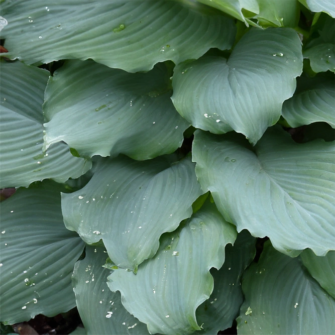 Hosta 'Shadowland Diamond Lake' (Pot Size 2L) - image 1