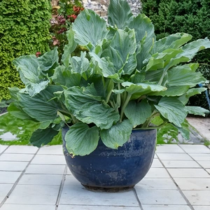 Hosta 'Shadowland Diamond Lake' (Pot Size 2L) - image 2