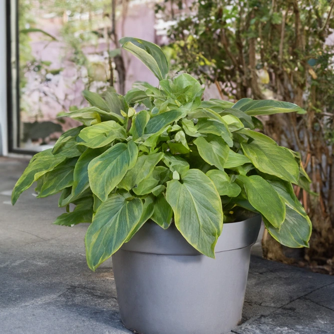 Hosta 'Shadowland Wu La La' (Pot Size 2L) - image 2