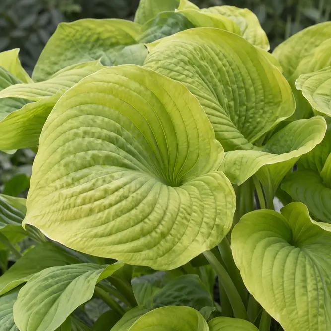 Hosta 'Sum & Substance' (Pot Size 3ltr) Plantain Lily Perennial