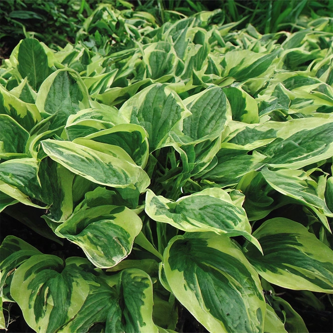 Hosta 'Wide Brim' (Pot Size 2L) - image 2