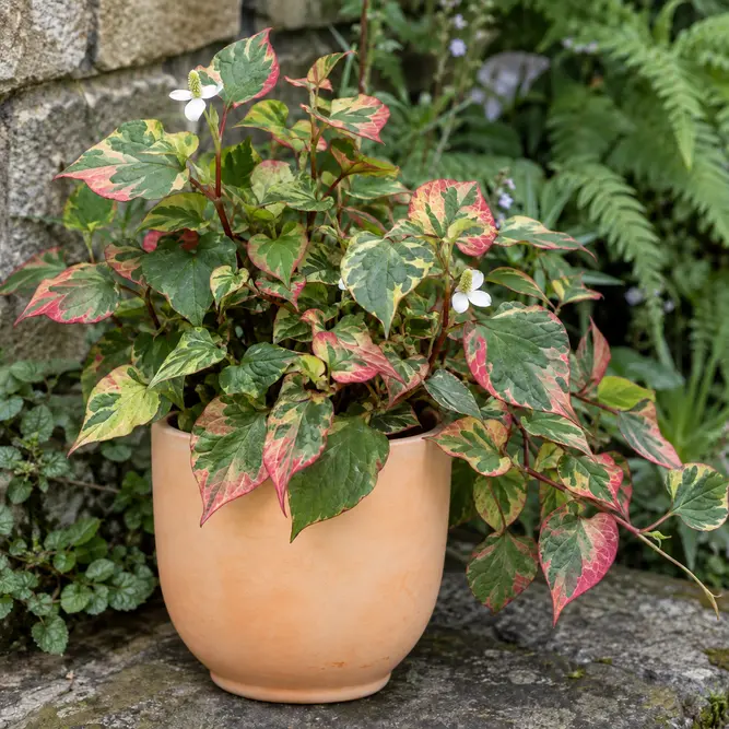 Houttuynia cordata 'Chameleon' (Pot Size 13cm) Chameleon plant