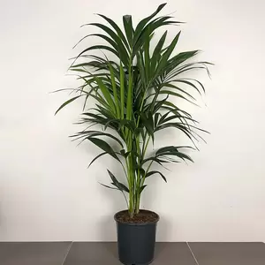 Howea forsteriana (Pot Size 17cm) Kentia palm - image 1
