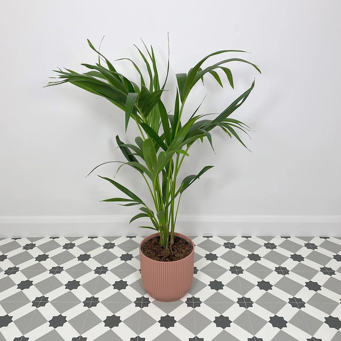 Howea forsteriana (Pot Size 17cm) Kentia palm - image 1