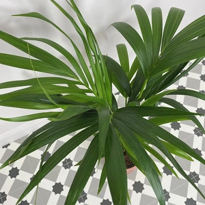 Howea forsteriana (Pot Size 17cm) Kentia palm - image 2