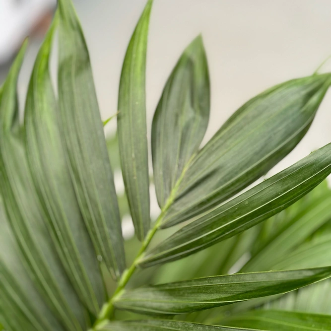 Howea forsteriana (Pot Size 21cm/ 110cm) - image 3