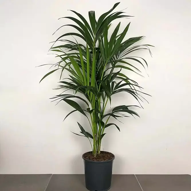 Howea forsteriana (Pot Size 21cm) Kentia palm - image 2