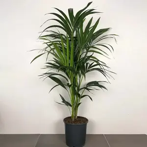 Howea forsteriana (Pot Size 21cm) Kentia palm - image 2