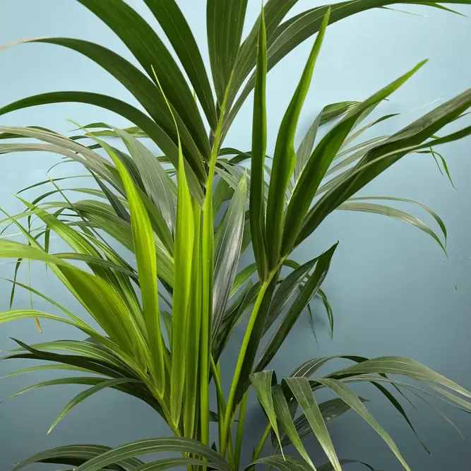 Howea forsteriana (Pot Size 24cm / 120cm Height) Kentia palm - image 1
