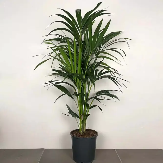 Howea forsteriana (Pot Size 24cm / 140cm Height) Kentia palm - image 2