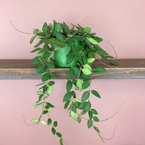 Hoya burtoniae (Pot Size 14cm) Waxvine - image 1