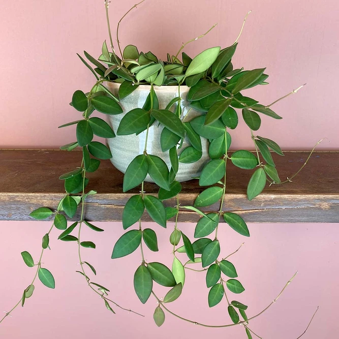 Hoya burtoniae (Pot Size 14cm) Waxvine - image 2