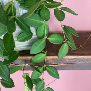 Hoya burtoniae (Pot Size 14cm) Waxvine - image 3