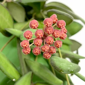 Hoya burtoniae (Pot Size 14cm) Waxvine - image 4
