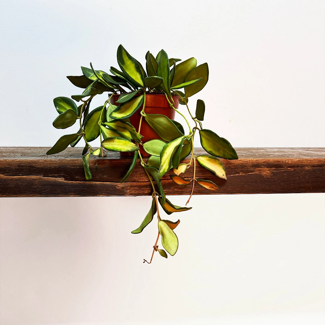 Hoya Burtoniae Variegata (Pot Size 9cm) Variegated Wax Plant from Boma Garden Centre