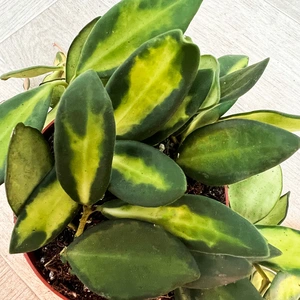 Hoya Burtoniae Variegata (Pot Size 9cm) Variegated Wax Plant - image 4