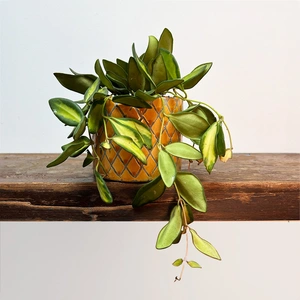 Hoya burtoniae variegata (Pot Size 14cm) Variegated Wax Plant - image 2