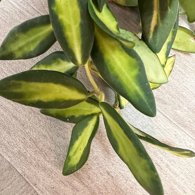 Hoya burtoniae variegata (Pot Size 14cm) Variegated Wax Plant - image 3