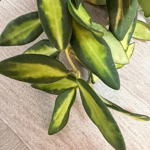 Hoya burtoniae variegata (Pot Size 14cm) Variegated Wax Plant - image 3
