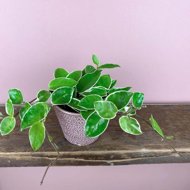 Hoya carnosa 'Krimson Queen' (Pot Size 15cm) - image 1