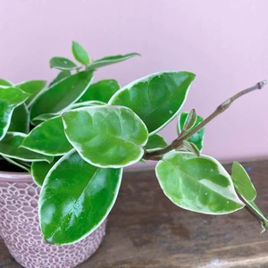 Hoya carnosa 'Krimson Queen' (Pot Size 15cm) - image 2