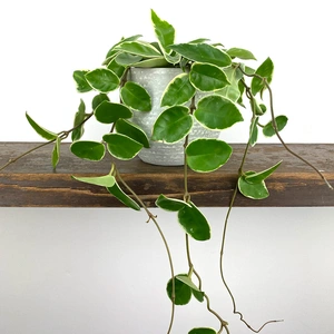 Hoya carnosa 'Krimson Queen'
