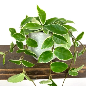 Hoya carnosa 'Krimson Queen' (Pot Size 15cm) - image 4