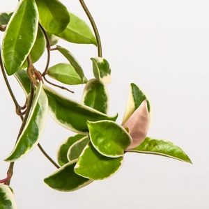 Hoya carnosa 'Krimson Queen' (19cm) Waxvine - image 3