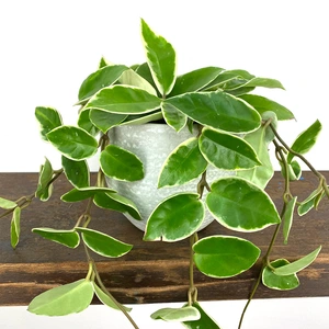 Hoya carnosa 'Krimson Queen' (Pot Size 12 cm) - image 2