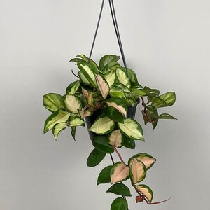 Hoya carnosa 'Tricolor' (Pot Size 12cm)  Wax plant - image 2
