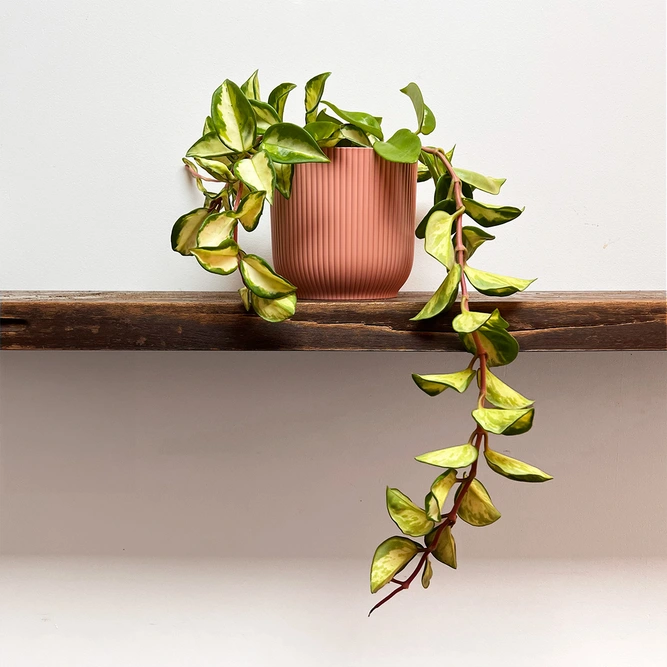 Hoya carnosa 'Tricolor' (Pot Size 12cm)  Wax plant - image 3