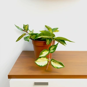 Hoya carnosa 'Tricolor' (Pot Size 12cm)  Wax plant - image 1