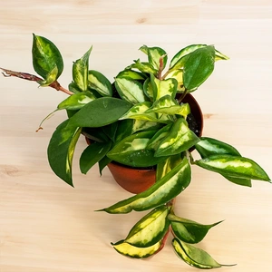Hoya carnosa 'Tricolor' (Pot Size 12cm)  Wax plant - image 2