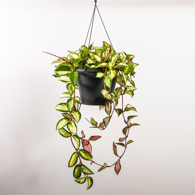 Hoya carnosa 'Tricolor' (Pot Size 19cm)  Wax plant - image 1