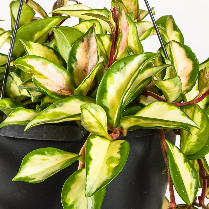 Hoya carnosa 'Tricolor' (Pot Size 19cm)  Wax plant - image 2