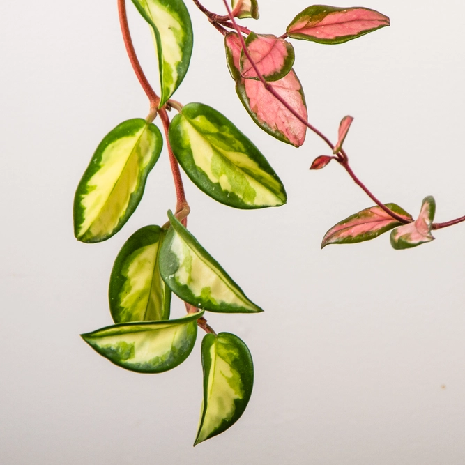 Hoya carnosa 'Tricolor' (Pot Size 19cm)  Wax plant - image 3