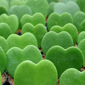 Hoya kerrii (Pot Size 6cm) Sweetheart Hoya plant - image 2
