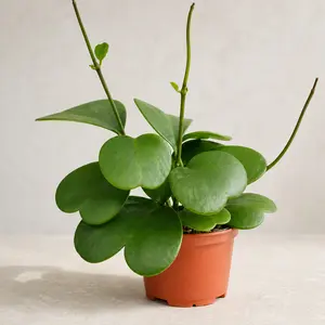 Hoya Kerrii - Sweetheart Hoya plant