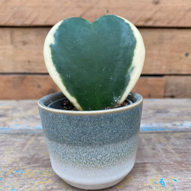 Hoya Kerrii Variegata (Pot Size 7Cm) Sweetheart Hoya plant - image 1
