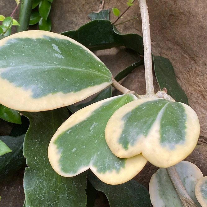 Hoya Kerrii Variegata (Pot Size 7Cm) Sweetheart Hoya plant - image 3