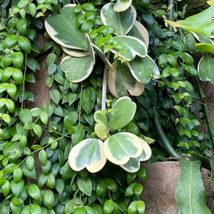 Hoya Kerrii Variegata (Pot Size 7Cm) Sweetheart Hoya plant - image 4