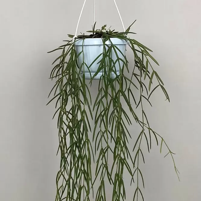 Hoya linearis (Hanging Pot 12cm) Porcelain vine - image 2