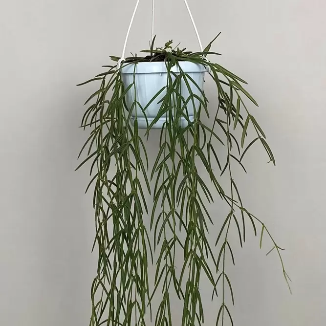 Hoya linearis (Pot Size 14cm) Porcelain vine - image 1