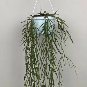 Hoya linearis (Pot Size 14cm) Porcelain vine - image 1