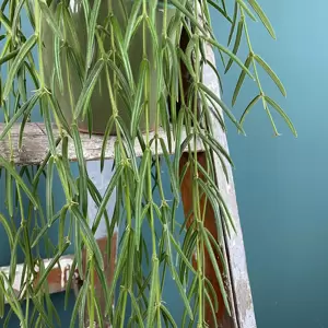 Hoya linearis (Pot Size 14cm) Porcelain vine - image 2