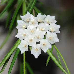 Hoya linearis (Pot Size 14cm) Porcelain vine - image 3
