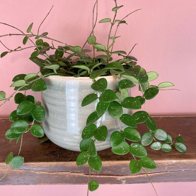 Hoya 'Mathilde' (Pot Size 14cm) Waxvine - image 1