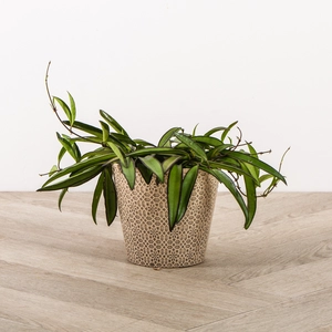 Hoya wayetii - Wax plant