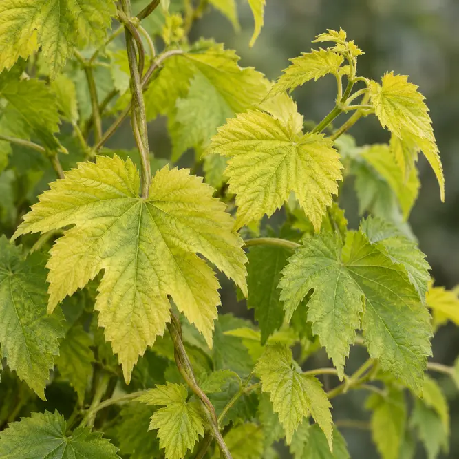 Humulus Lupulus 'Aureus' (Pot Size 3L) Golden Hop